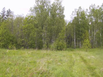 Sotahistoriaa Itä-Kannaksella 1-4.6.2001
Edessä metsässä Pyöräkankaan maastoa. Enoni Jaakko Rapo kaatui täällä

