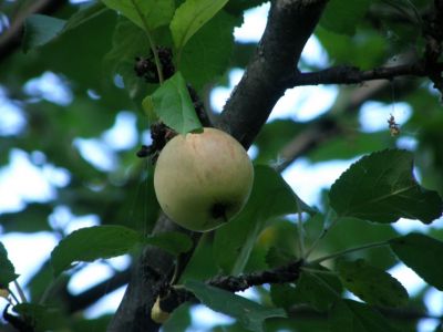 Muistomatka 70 v evakkoon lähdöstä.
Vanha suomalainen omenapuu kantaa satoa vielä 70-vuoden jälkeen.
