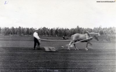 Pellon  äestämistä juhannuksen tienoilla 1920-luvulla. Ohjaksissa Viktor Kunttu.
