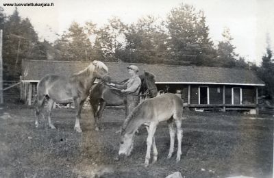 Aarne Ahokas hevosten kanssa Viinakallion pihalla.
